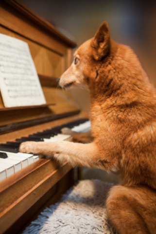 You have to love a dog playing piano!
